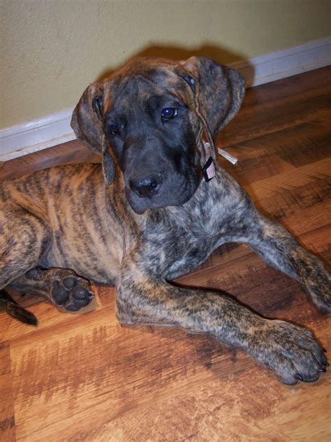 Great Dane Puppies Brindle