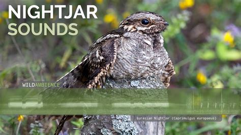 Eurasian Nightjar Call & Sounds - YouTube