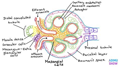 Renal Anatomy : The Glomerulus - YouTube