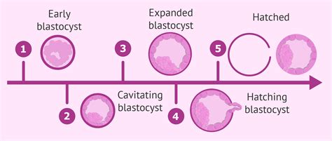 Blastocyst embryo development stages