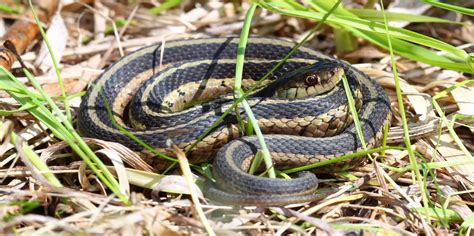 Snake Removal 101: How To Keep Snakes Out Of Your Garden - 1001 Gardens