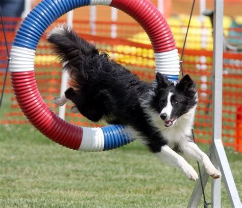 Image result for dog agility hoop | Border collie, Dog agility, House ...