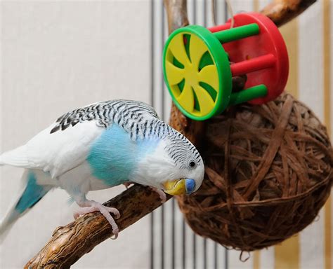 Best Parakeet Toys | Toys for Parakeets | Parakeets | Guide | Omlet US