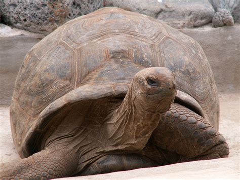 Pet Turtle Habitat Turtle Land Care Tortoise Turtles Housing Photoshop ...