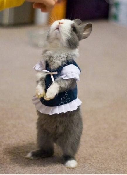 A Horse Of Course, And Rabbits Too: Funny pictures of baby Rabbits