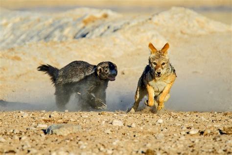 Honey badgers: Adorable but fierce little mammals | Live Science