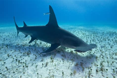 Great Hammerhead Shark