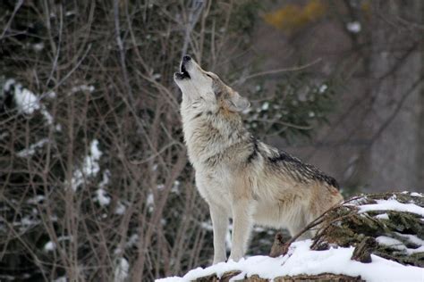 Why We Howl: Seeking the Wolf Inside - WildEarth Guardians