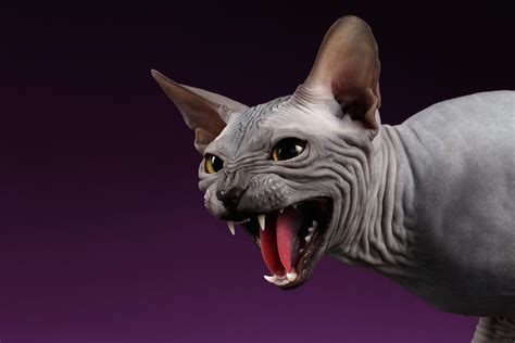 Close-up Aggressive Sphynx Cat Hisses on purple Photograph by Sergey ...