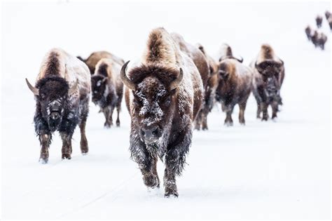 Yellowstone National Park announces an important shift in bison ...