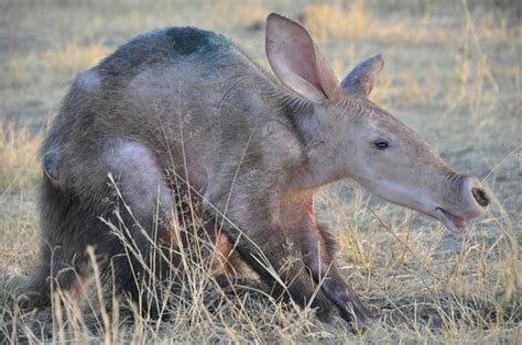 Rescuing Beatrice, the baby aardvark - Africa Geographic