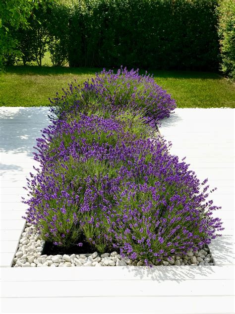 I’ve posted my Lavender hedge a couple of years ago when it was newly ...