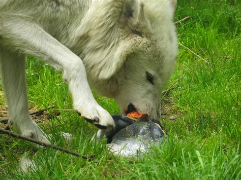 Feeding the Wolves at Wolf Haven – Wolf Haven International