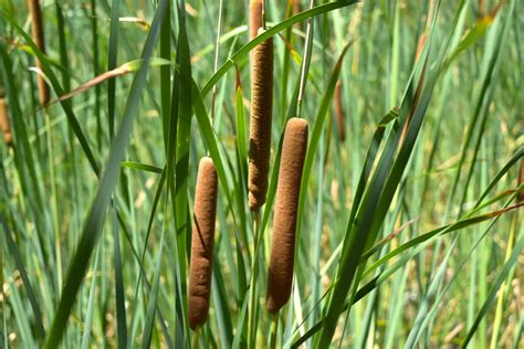 15 Reasons To Forage For Cattail All Year Round