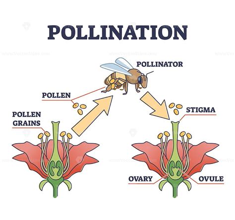 Pollination as plant reproduction and vegetation process outline ...