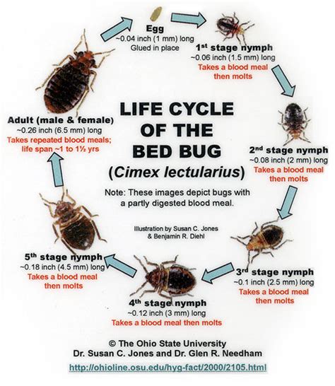 What Is The Life Cycle Of A Bed Bug