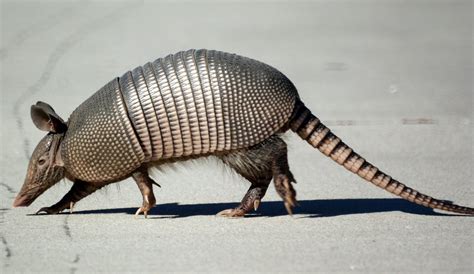 Armadillo- New Jersey Bird Photos