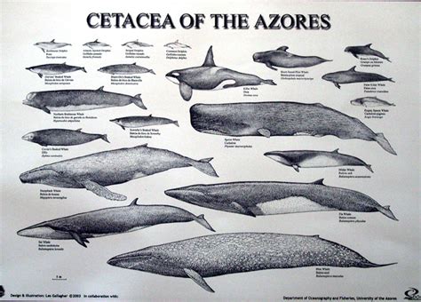 Cetacea; Cétacés