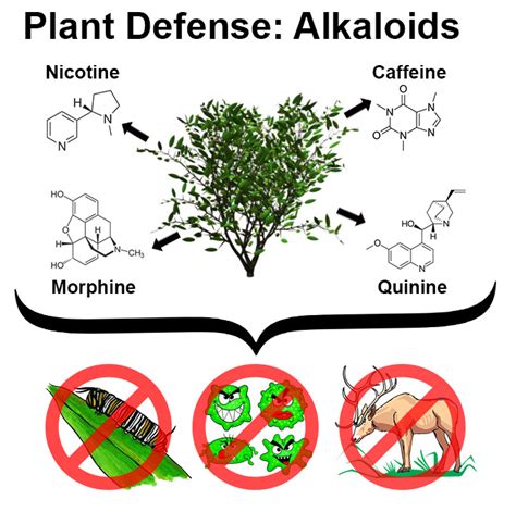 Poisonous Alkaloids - Buy Plants Online | ToGoGarden