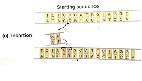 Insertion (DNA Mutation) — Definition & Examples - Expii