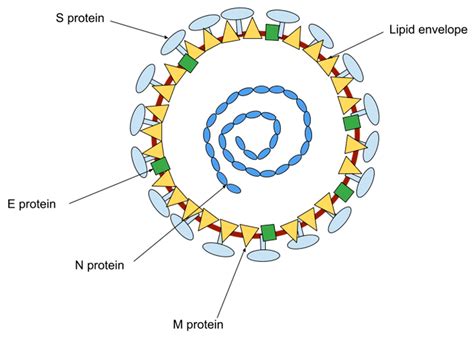 Membranes | Free Full-Text | The Interaction of the Transmembrane ...