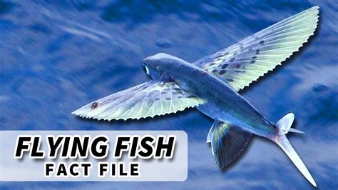 Where Do Flying Fish Lay Their Eggs: A Deep Dive Into Their Mysterious ...