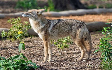 Urban coyotes do not rely on human food - Earth.com