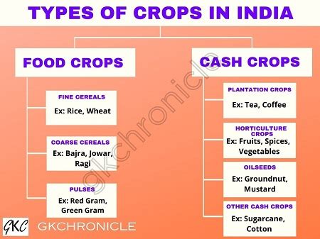 Types Of Food Crops