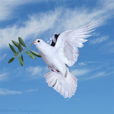 Peace dove with olive branch photo WP21517