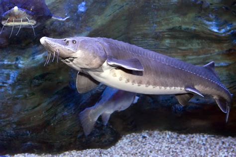 Kaluga Sturgeon Pictures - AZ Animals