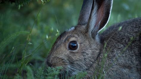 Rabbit Predators - Comprehensive Guide & List | Cottontail Club