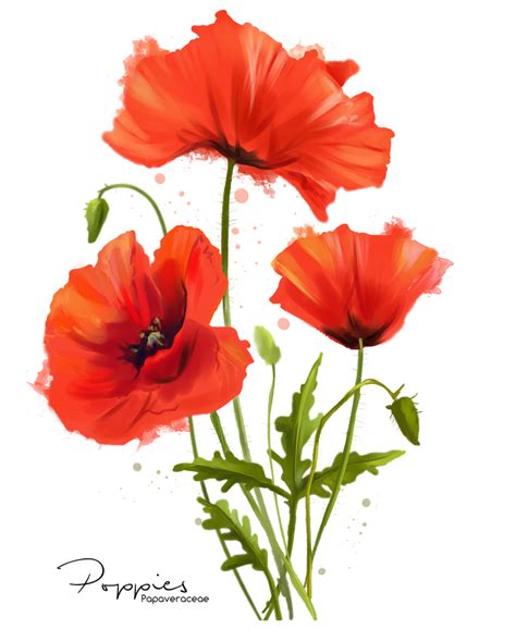 My flowers Poppies watercolor painting by Kajenna on DeviantArt