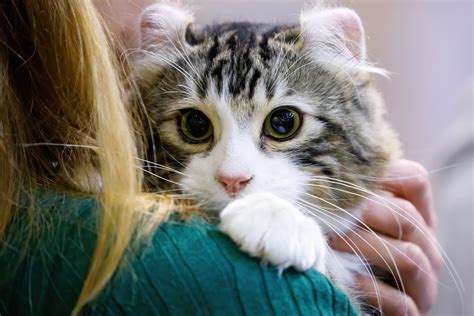 14 Small Cat Breeds — Best Family-Friendly Small Cats