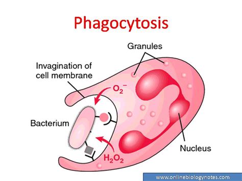 Phagocytosis Pathway