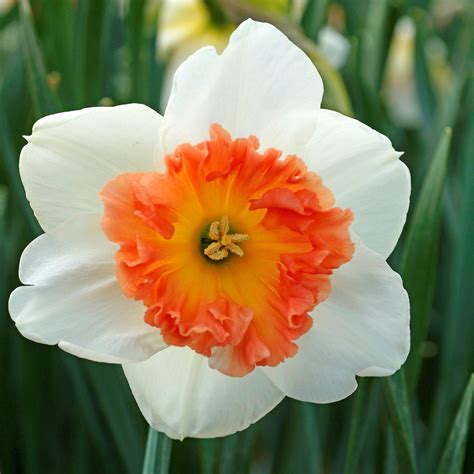 Narcissus Precocious – Easy To Grow Bulbs