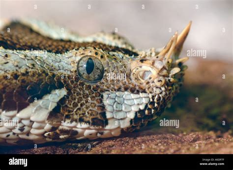 Rhinoceros Viper Bitis nasicornis snake found in wetlands and Stock ...