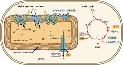 Photosynthesis | Biology for Majors I