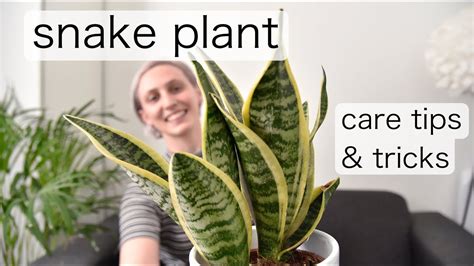 THE (almost) UNKILLABLE SNAKE PLANT | Sansevieria Care Tips & Tricks ...