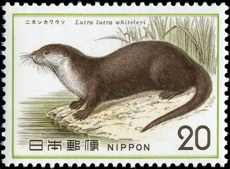 Three Decades After Last Sighting, Japanese River Otter Declared ...