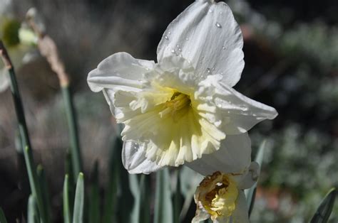 Narcissus Assorted Varieties