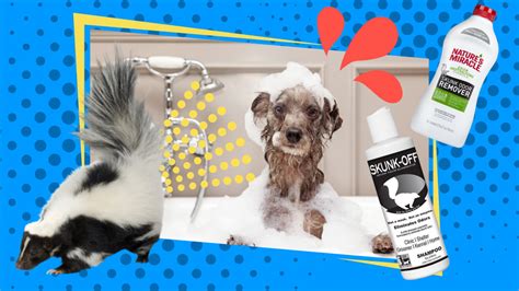 Best Dog Shampoos to Get Rid of Skunk Spray | Retrievist