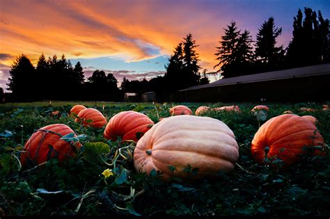 14 pumpkin patches near Vancouver you need to visit this fall | Listed