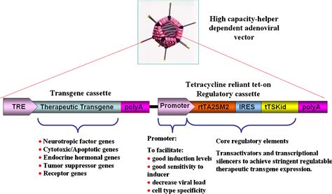 Regulatable gene expression systems for gene therapy applications ...