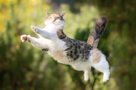 Why Do Cats Jump High When Scared? (the simple truth)