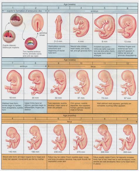 Sunshine and Snowflakes: Embryology 101 and Baby's First Photo and ...