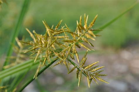 How to Control Nutsedge in Your Yard