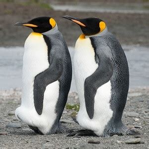 King Penguin Facts - Top 20 Interesting Facts | Facts.net