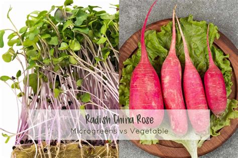 Radish China Rose (Raphanus sativus) - Microgreens Corner