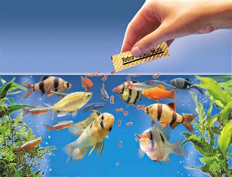 Types of Aquarium Fish Food Types and Nutritional Values - The Aquarium ...