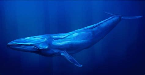 Biggest Whale in the World - A-Z Animals